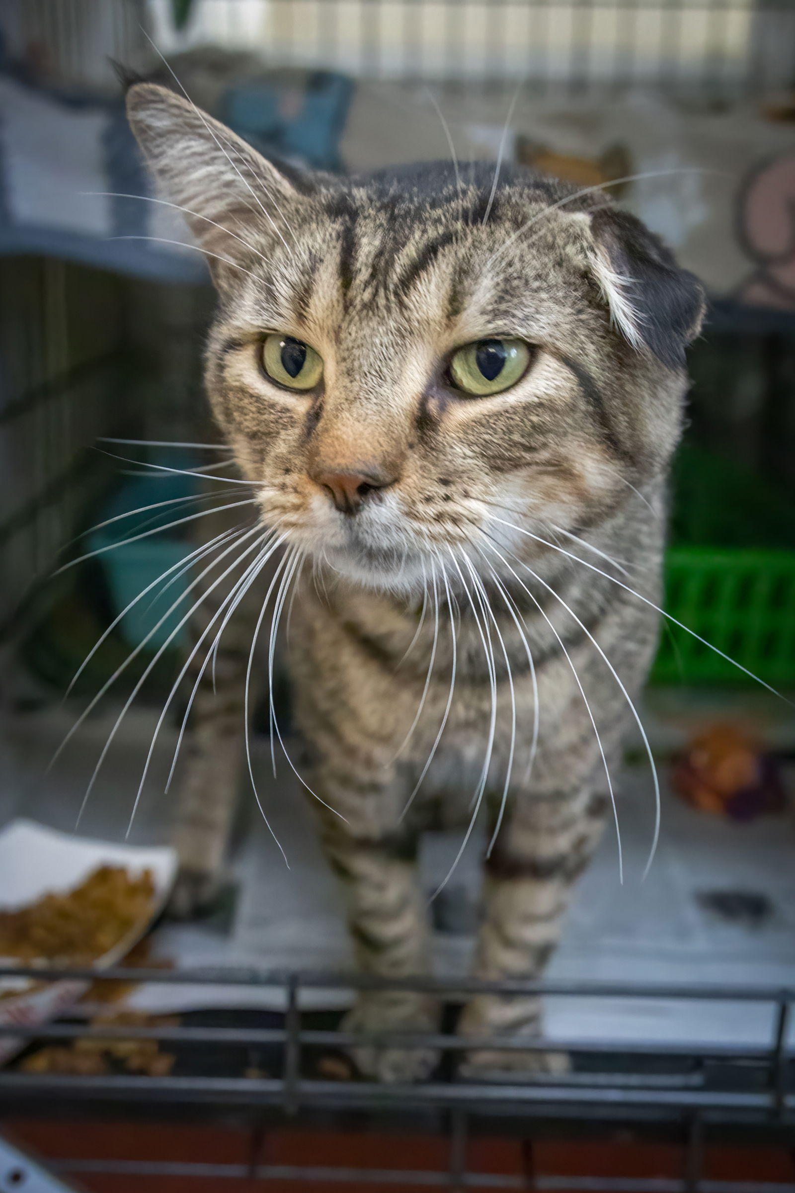 adoptable Cat in Marcus Hook, PA named Krampus (FCID# 08/26/2024 - 530 Trainer)