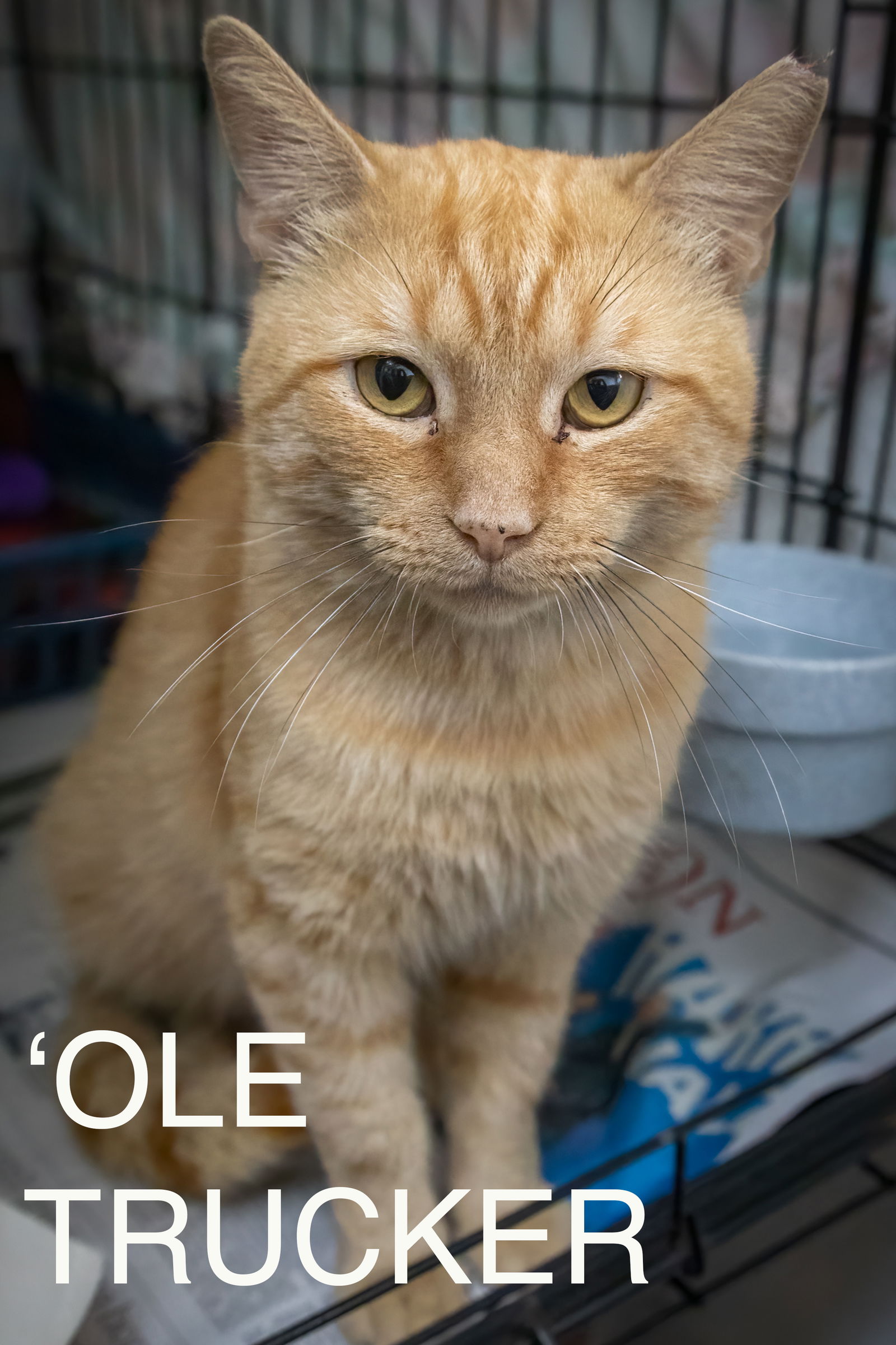 adoptable Cat in Marcus Hook, PA named Ole Trucker (FCID# 08/26/2024 - 516 Trainer)