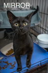 adoptable Cat in , DE named Mirror (m) (FCID# 08/26/2024 - 514 Trainer)