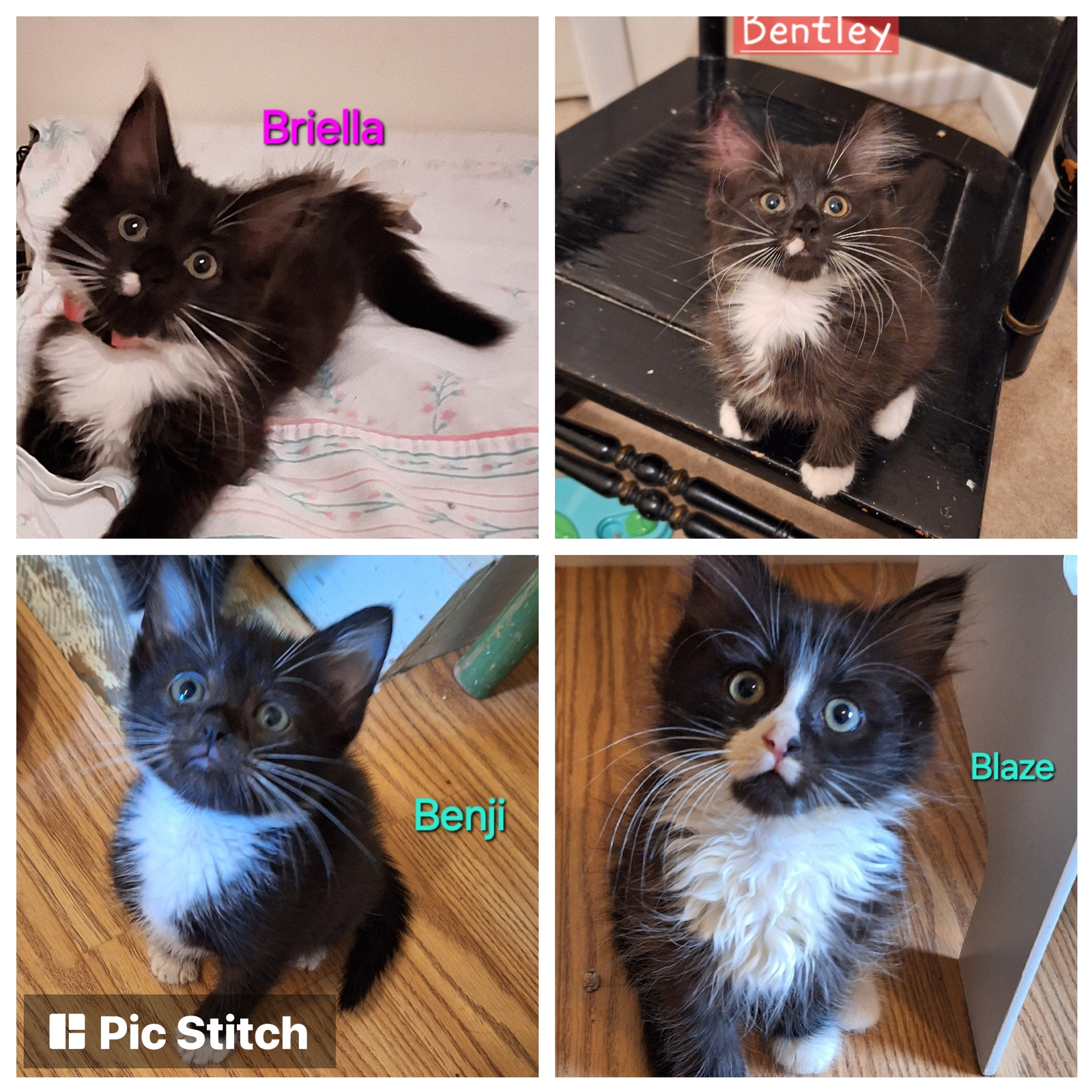 adoptable Cat in Wilmington, DE named The B Kittens 2 boys,1 girl (FCID# 9/4/24-35,34,37