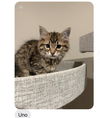 adoptable Cat in  named Uno (FCID# 08/28/2024 - 11)