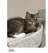 adoptable Cat in  named Tres (FCID# 08/28/2024 - 8)