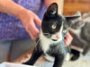 adoptable Cat in  named Apollo, Levittown PetSmart (FCID 08/29/2024-140)