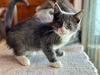 adoptable Cat in  named Hermes, Levittown PetSmart (FCID 08/29/2024-139)