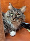 adoptable Cat in  named Flutter: DMH(FCID# 05/28/2024 - 59 Millsboro PS) C