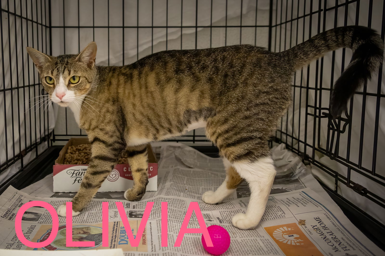 adoptable Cat in Marcus Hook, PA named Olivia (FCID# 08/19/2024 - 24 Trainer)