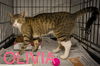 adoptable Cat in Marcus Hook, PA named Olivia (FCID# 08/19/2024 - 24 Trainer)