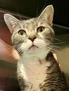 adoptable Cat in Marcus Hook, PA named Luna (FCID# 05/06/2024 - 38 Trainer)