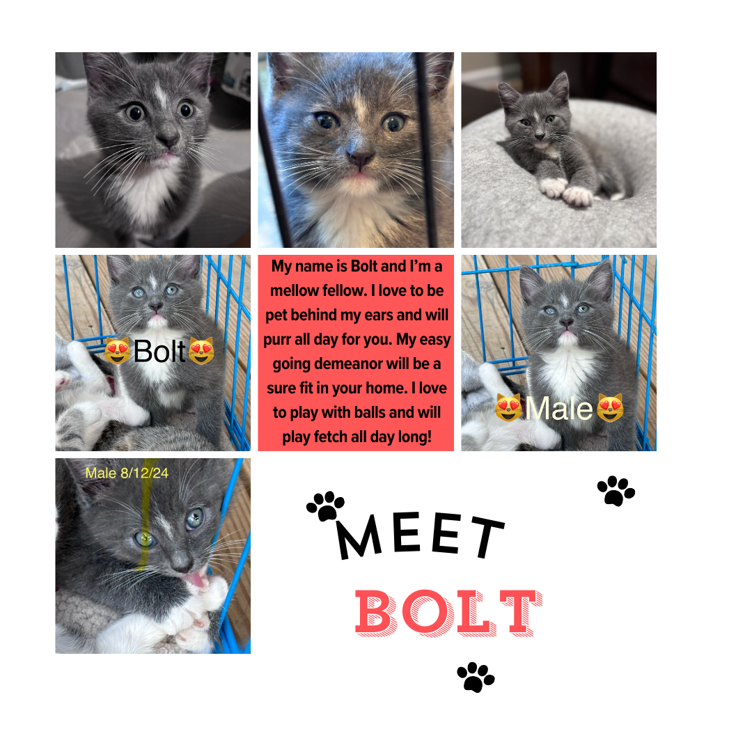 adoptable Cat in West Grove, PA named Bolt (FCID# 08/26/2024 - 46) KDC