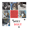 adoptable Cat in  named Bolt (FCID# 08/26/2024 - 46) KDC