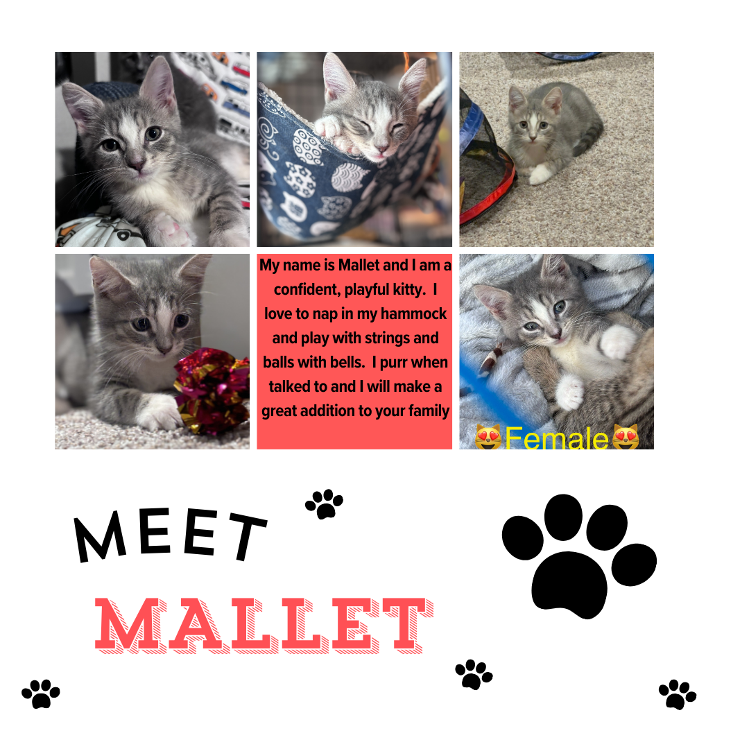 adoptable Cat in West Grove, PA named Mallet (FCID# 08/26/2024 - 43) KDC