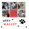 adoptable Cat in  named Mallet (FCID# 08/26/2024 - 43) KDC