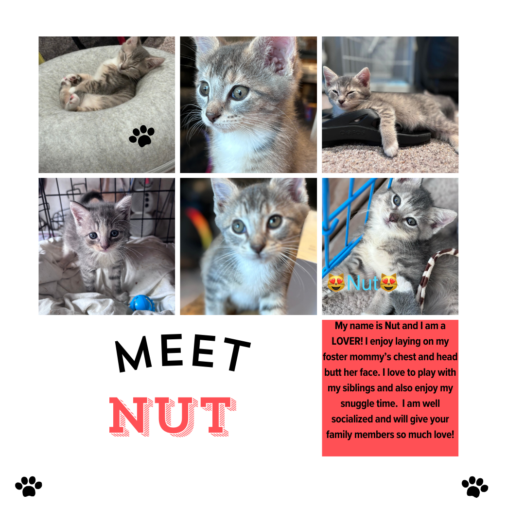 adoptable Cat in Norristown, PA named Nut (FCID# 08/26/2024 - 45) KDC