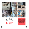 adoptable Cat in  named Nut (FCID# 08/26/2024 - 45) KDC