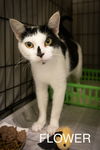 adoptable Cat in , DE named Flower (FCID# 08/26/2024 - 98 Trainer)