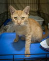 adoptable Cat in Marcus Hook, PA named Tuck (FCID# 08/26/2024 - 515 Trainer)