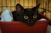 adoptable Cat in Marcus Hook, PA named Sprite (FCID# 08/26/2024 - 509 Trainer)