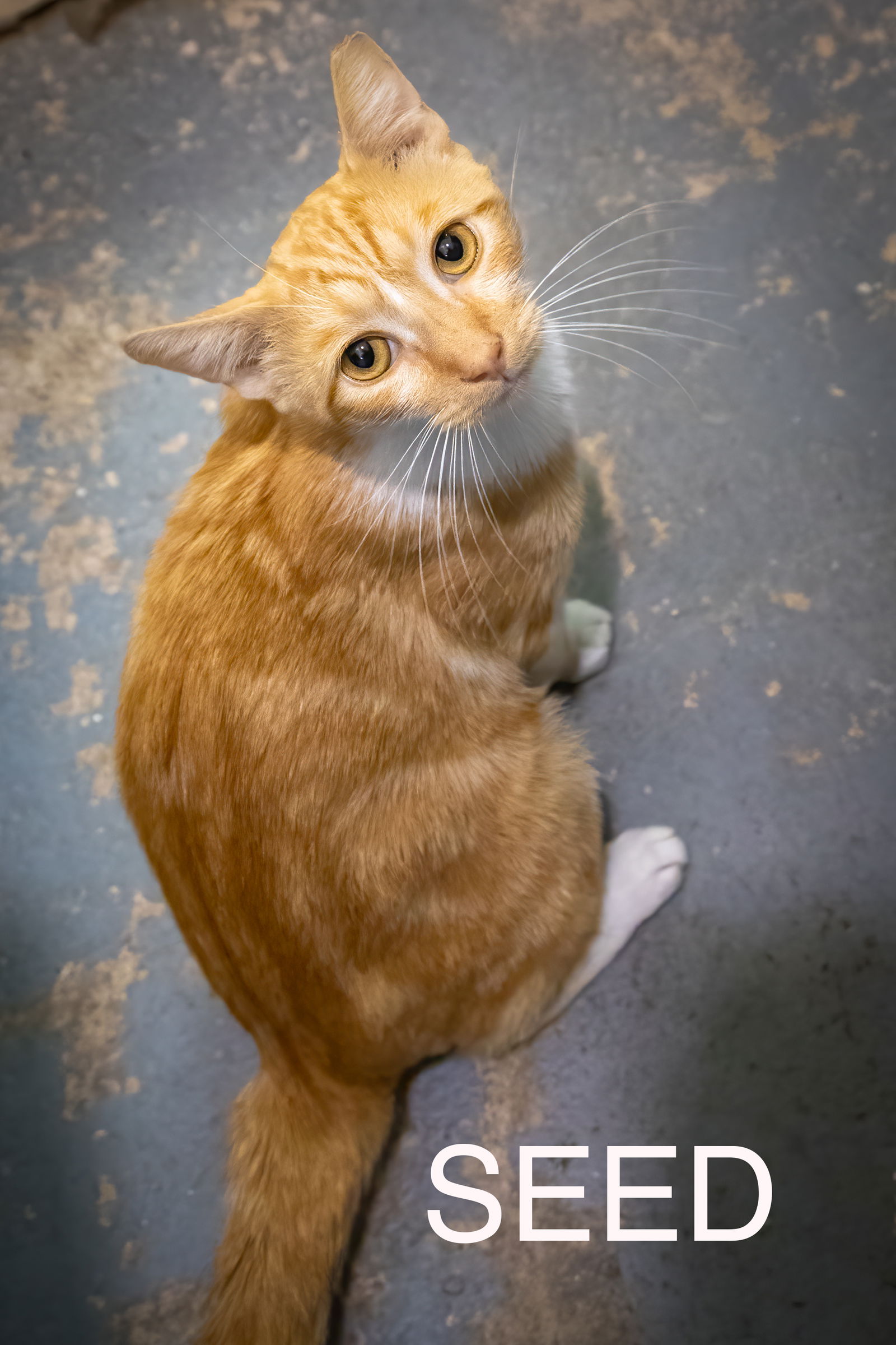 adoptable Cat in Marcus Hook, PA named Seed (FCID# 08/26/2024 - 510 Trainer)