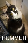 adoptable Cat in Marcus Hook, PA named Hummer:  DMH (FCID# 08/26/2024 - 511 Trainer)