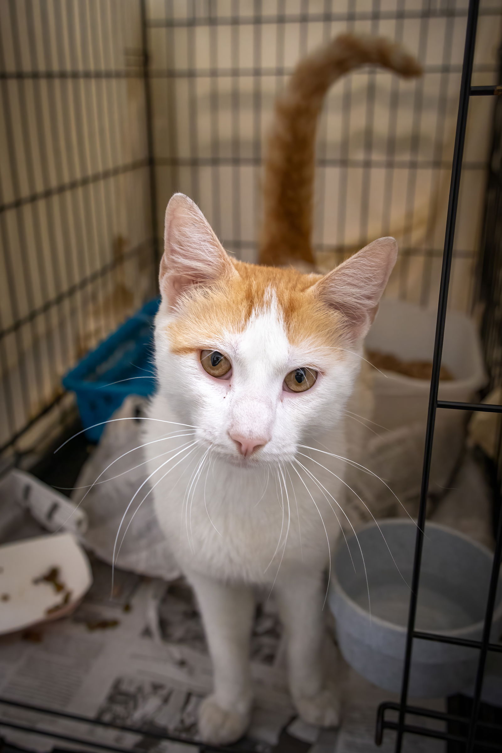 adoptable Cat in Marcus Hook, PA named Bo (FCID# 08/26/2024 - 6 Trainer)