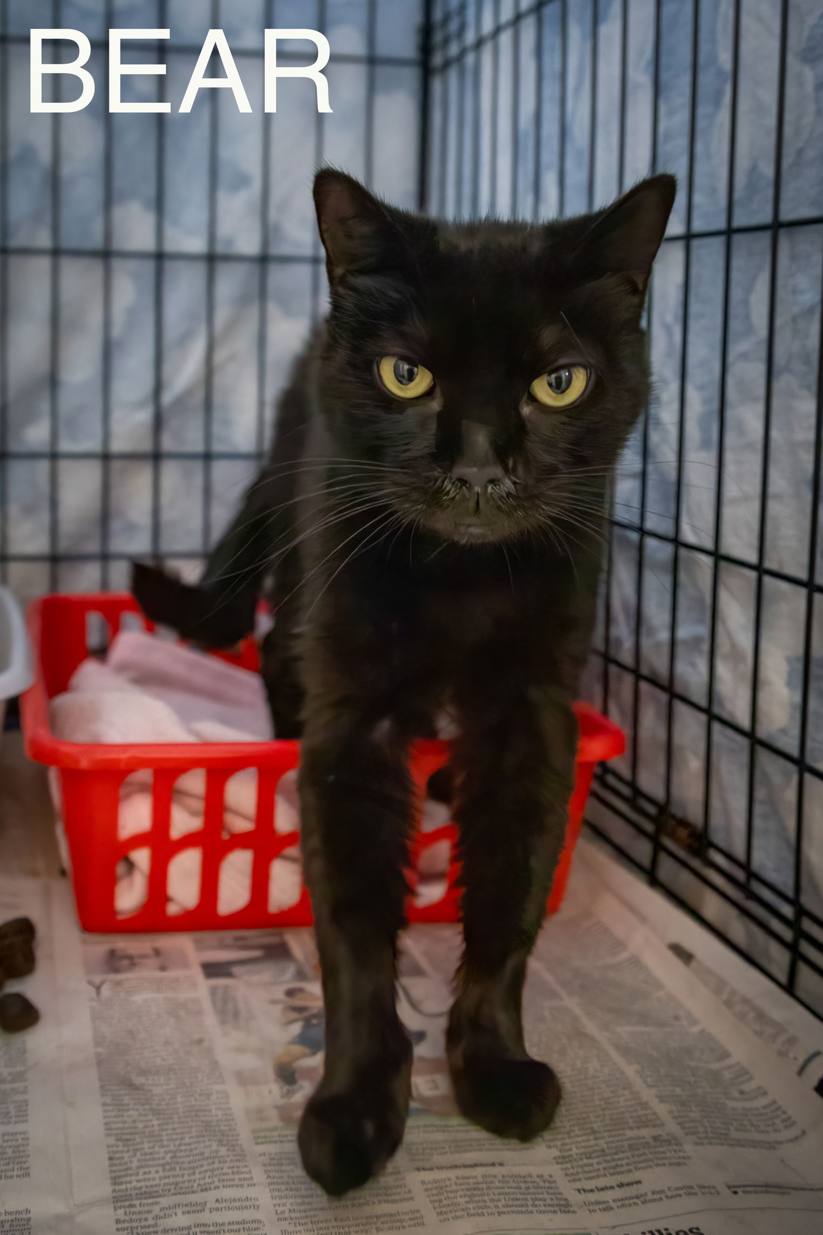 adoptable Cat in Marcus Hook, PA named Bear (FCID# 08/28/2024 - 539 Trainer)