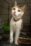 adoptable Cat in  named Jewels (FCID# 08/19/2024 - 25 Trainer)