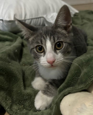 adoptable Cat in Jenkintown, PA named Sally, Jenkintown PetSmart (FCID 07/02/2024-147)