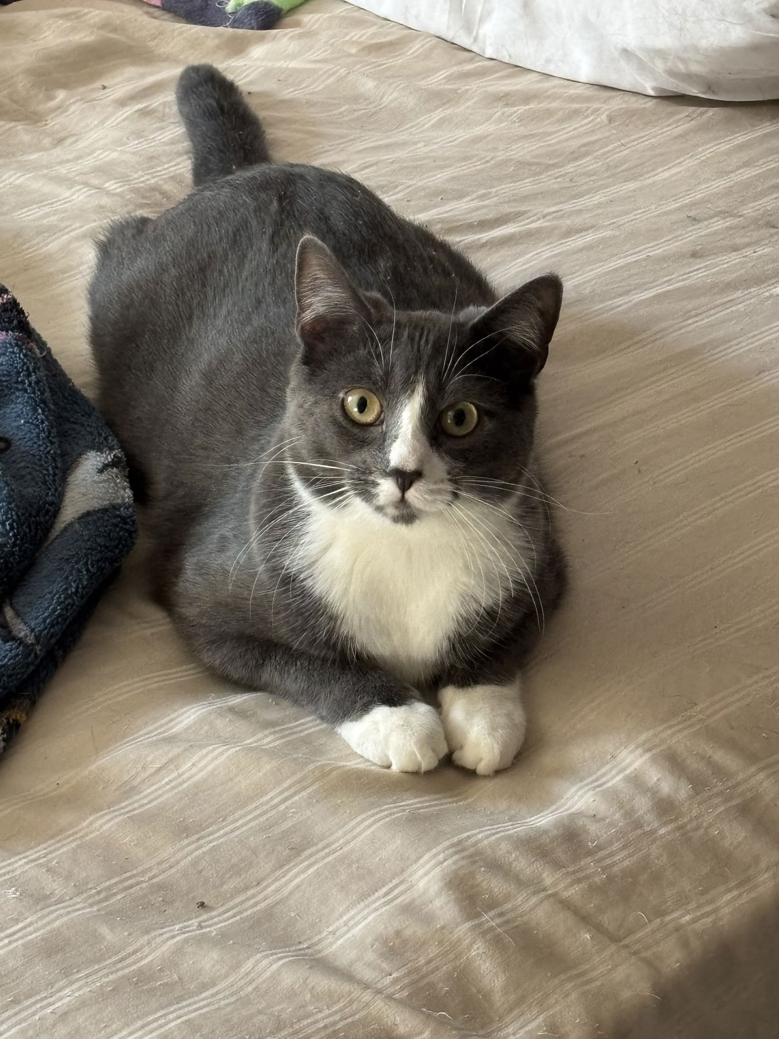 adoptable Cat in Willow Grove, PA named Lucy, Willow Grove Area (FCID 07/02/2024-148) C