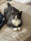 adoptable Cat in  named Lucy, Willow Grove Area (FCID 07/02/2024-148) C