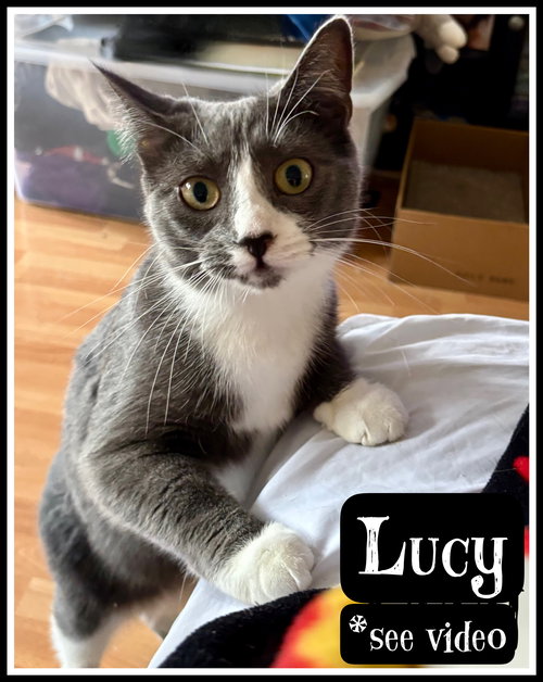 LUCY, WILLOW GROVE AREA (FCID 07/02/2024-148) C - Tuxedo available for adoption