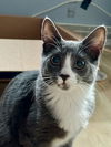 adoptable Cat in , PA named Lucy, Willow Grove Area (FCID 07/02/2024-148)