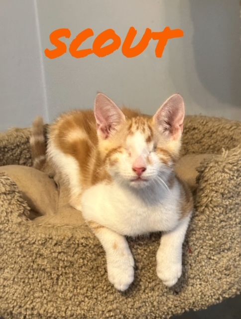 adoptable Cat in Willow Grove, PA named Scout (blind) Willow Grove Area (FCID 6/18/24-180)