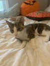 adoptable Cat in , PA named Penny, Willow Grove Area (FCID 9/10/2024-141)