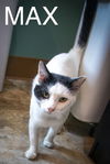 adoptable Cat in , PA named Max (FCID# 08/05/2024 - 520 Trainer)