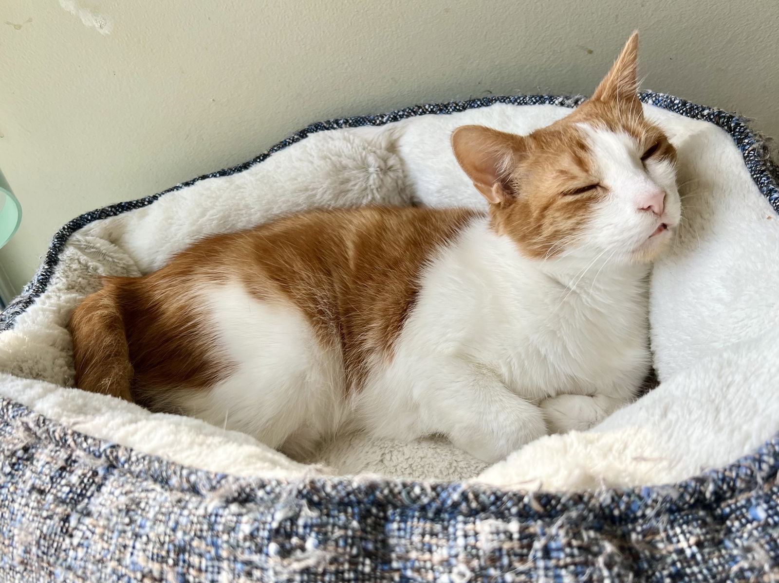 adoptable Cat in Brookhaven, PA named Wendy: (FCID# 07/26/24-401 SN c/d food