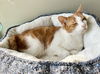 adoptable Cat in brookhaven, PA named Wendy: (FCID# 07/26/24-401 SN c/d food