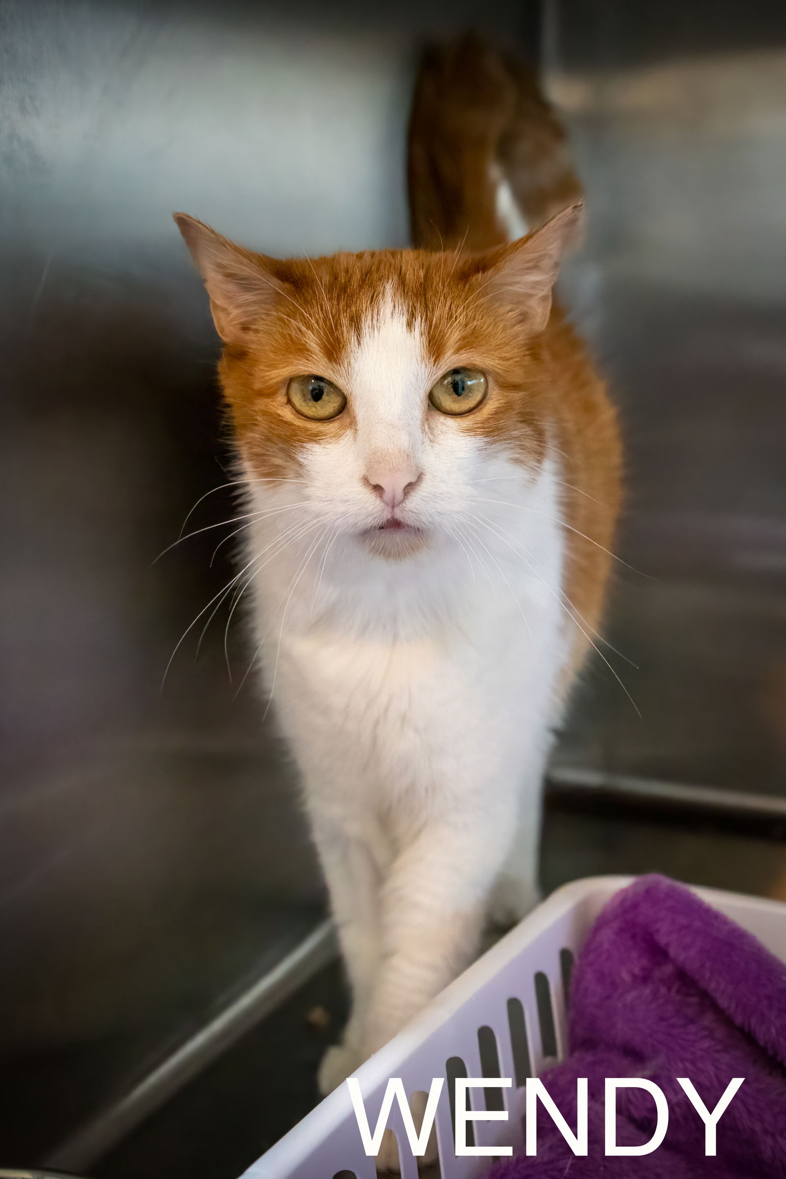 adoptable Cat in Marcus Hook, PA named Wendy (FCID# 07/26/2024 - 401 Trainer) SN c/d food