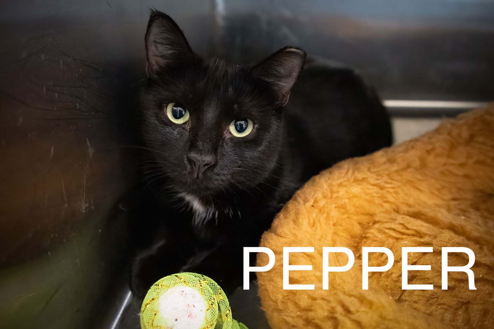 adoptable Cat in Marcus Hook, PA named Pepper (FCID# 01/29/2024 - 88 Trainer)