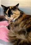 adoptable Cat in  named Winnie: DLH (FCID# 03/03/2024 - 33 Trainer)