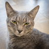 adoptable Cat in , PA named Duke (FCID# 07/03/2024 - 16 Trainer)