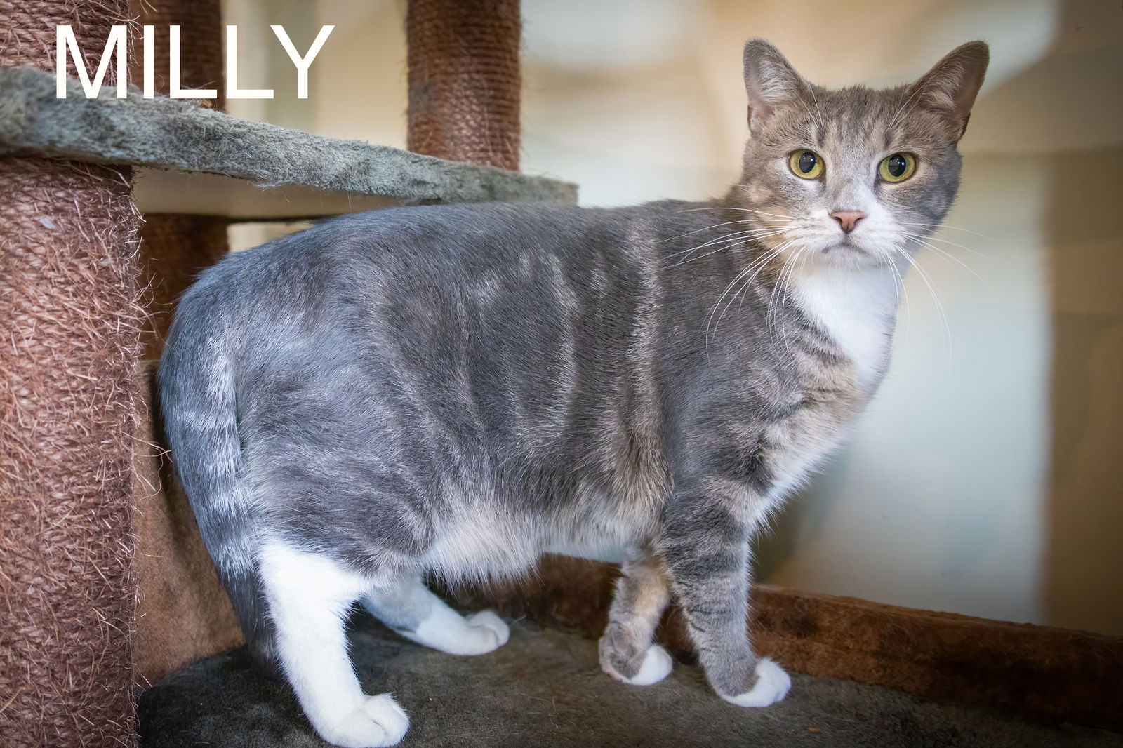 adoptable Cat in Marcus Hook, PA named Milly (FCID# 04/08/2024 - 62 Trainer)