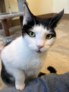 adoptable Cat in , PA named Matty (FCID#07292021-70 Trainer)