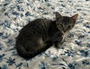 adoptable Cat in , PA named Ginny (FCID# 09/12/2024 - 1) DC