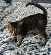 adoptable Cat in , PA named Nona (FCID# 07/01/2024 - 52) DC