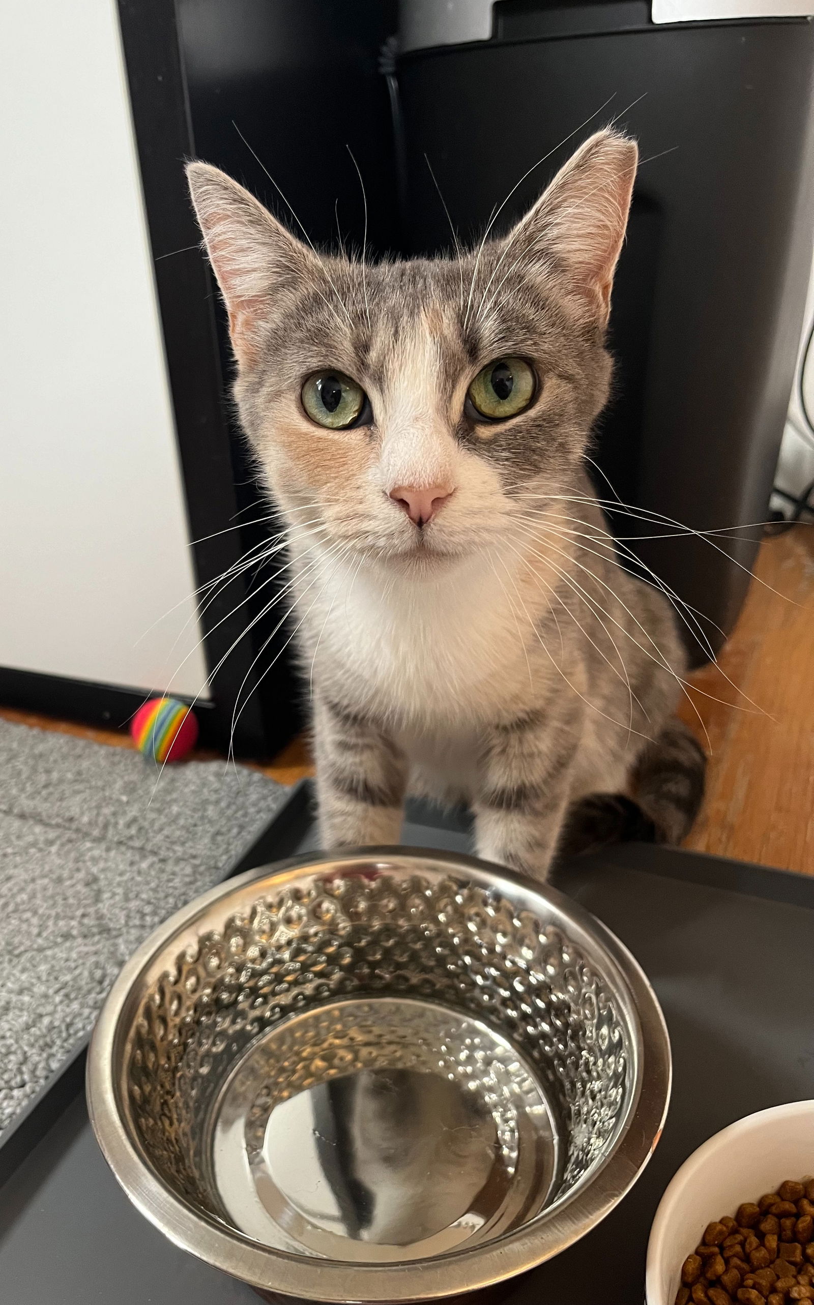 adoptable Cat in Newark, DE named Florence (FCID# 07/08/2024 - 88)