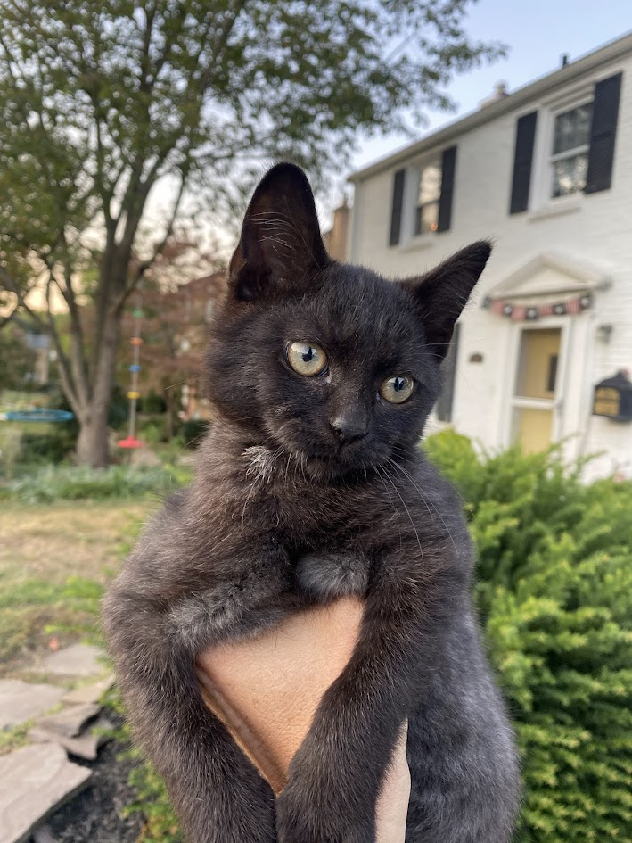 adoptable Cat in Hockessin, DE named Teddy (FCID# 08/27/2024 - 35) KD