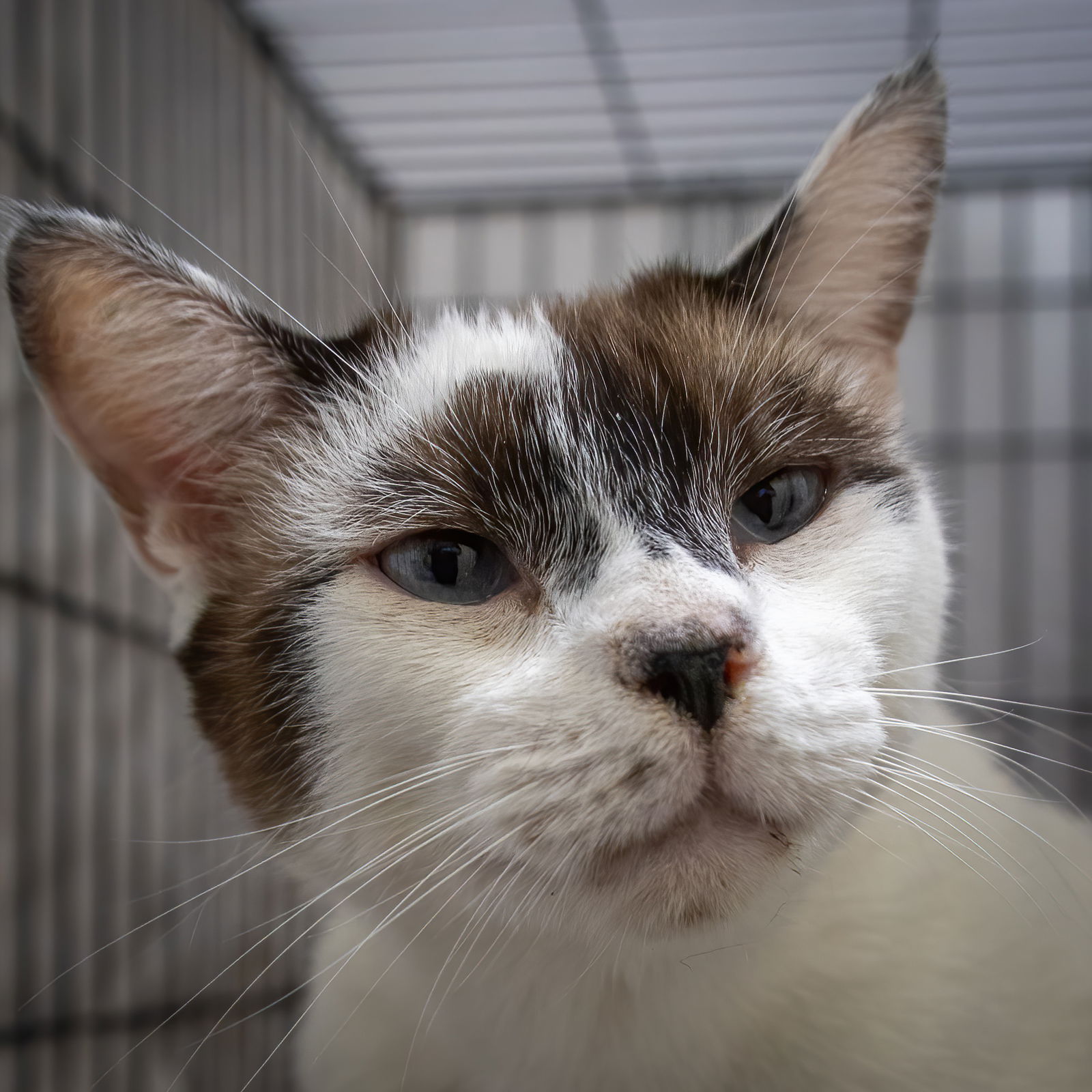 adoptable Cat in Marcus Hook, PA named Drift: Blue Eyes (FCID# 09/03/2024 - 53 Trainer)