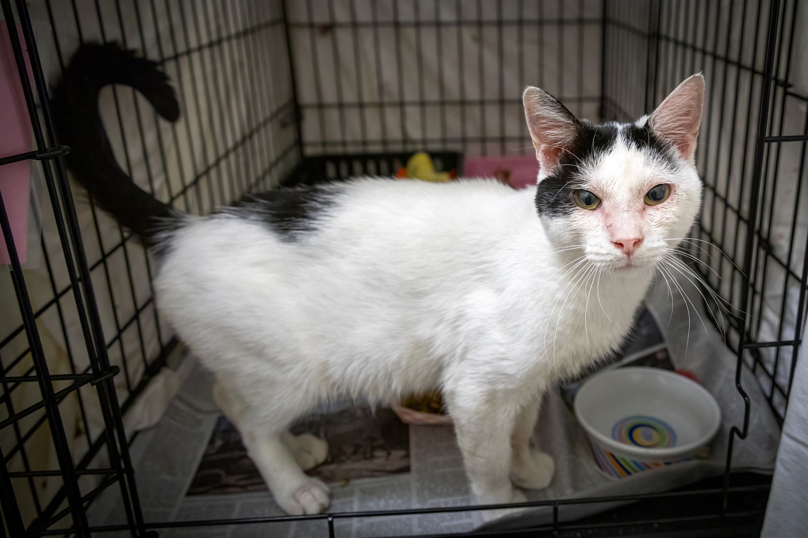 adoptable Cat in Marcus Hook, PA named Calvin (FCID# 09/04/2024 0 62