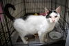 adoptable Cat in , PA named Calvin (FCID# 09/04/2024 0 62