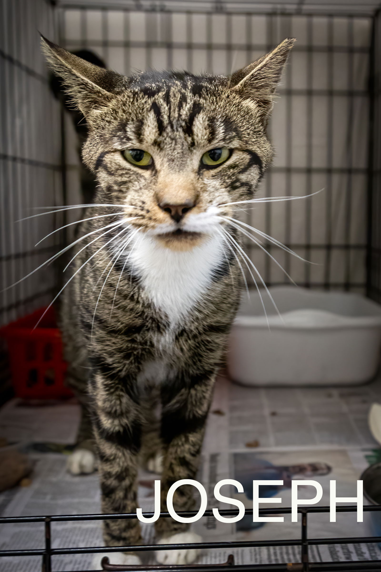 adoptable Cat in Marcus Hook, PA named Joseph (FCID# 09/03/2024 - 51 Trainer)